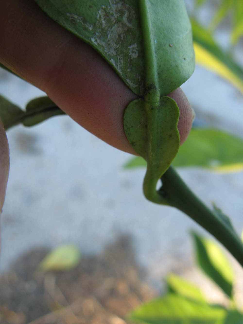              Petiole (Winter Haven, FL)       